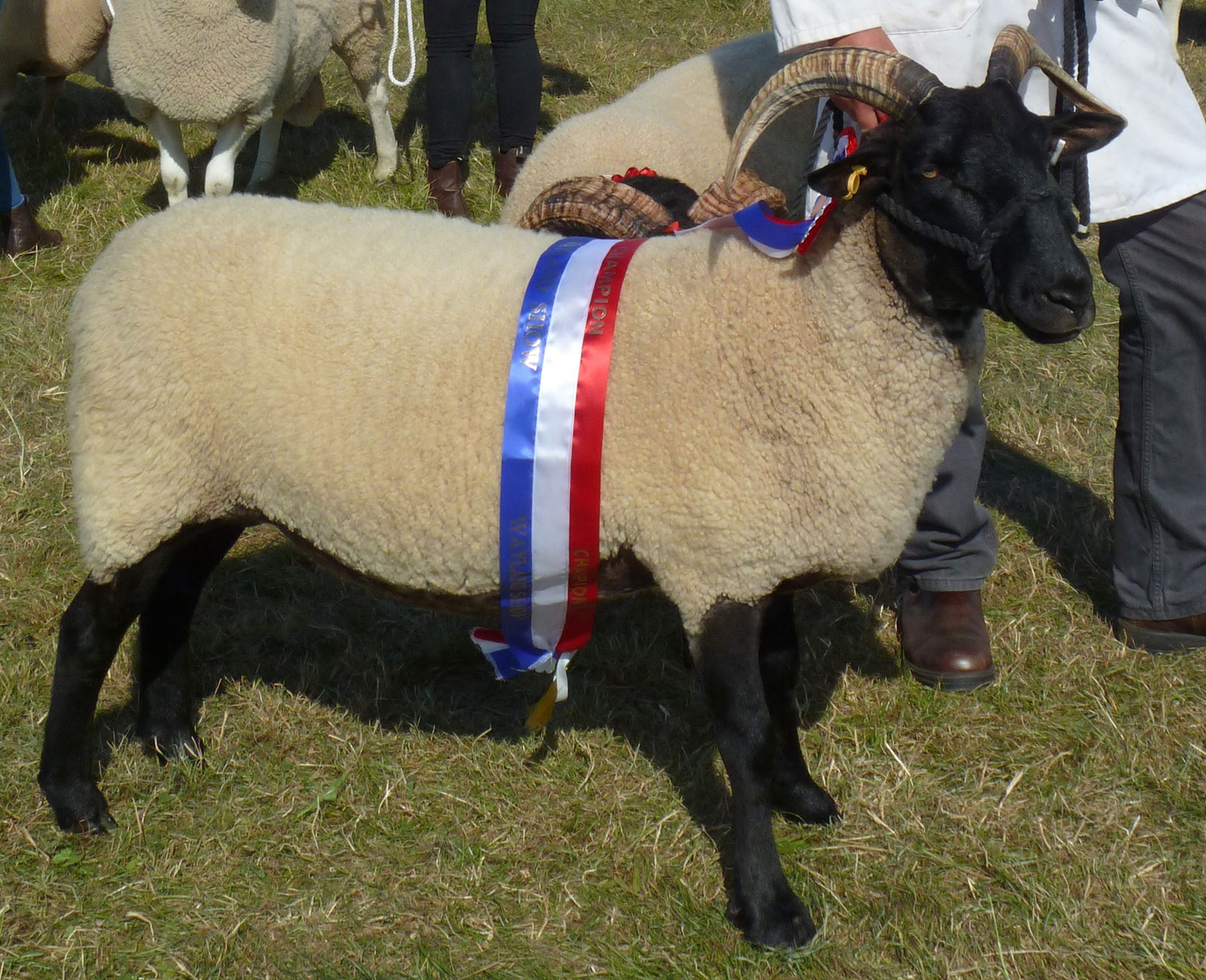 Wayland-Show-Breed-Champion-2017
